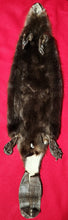 Load image into Gallery viewer, XL CASED Beaver - Taxidermy Quality - BVR1037