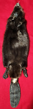 Load image into Gallery viewer, LM CASED Beaver - Taxidermy Quality - BVR1046
