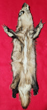 Load image into Gallery viewer, XL Badger - Taxidermy Quality - BDG1001