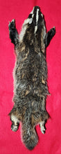 Load image into Gallery viewer, Large Badger - Taxidermy Quality - BDG1002