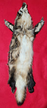 Load image into Gallery viewer, Large Badger - Taxidermy Quality - BDG1002