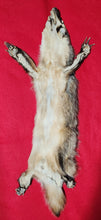 Load image into Gallery viewer, Large Badger - Taxidermy Quality - BDG1003