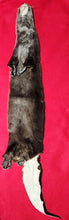 Load image into Gallery viewer, XL River Otter - Taxidermy Quality - OTR1003