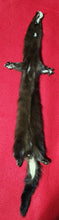 Load image into Gallery viewer, LM Mink - Taxidermy Quality - MNK1002