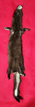 Load image into Gallery viewer, XL Mink - Taxidermy Quality - MNK1003