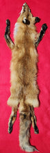 Load image into Gallery viewer, Large Red Fox Hide - HAS FEET AND CLAWS - RFX1003
