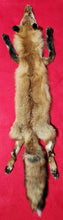 Load image into Gallery viewer, Large Red Fox - HAS FEET AND CLAWS - RFX1002