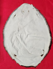 Load image into Gallery viewer, XL Beaver - BVR1071