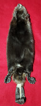 Load image into Gallery viewer, Small CASED Beaver - HAS FEET AND CLAWS - BVR1079