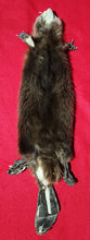 Load image into Gallery viewer, Small CASED Beaver - HAS FEET AND CLAWS - BVR1077