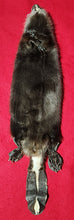 Load image into Gallery viewer, Small CASED Beaver - Taxidermy Quality - BVR1075
