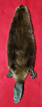 Load image into Gallery viewer, XS CASED Beaver - Taxidermy Quality - BVR1074