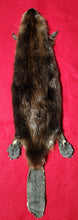 Load image into Gallery viewer, Medium CASED Beaver - Taxidermy Quality - BVR1047