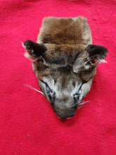 Load image into Gallery viewer, Mountain Lion Head/Face - MTL1022D1
