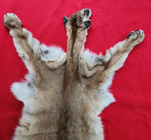 Load image into Gallery viewer, Idaho Mountain Lion Hide - Taxidermy Quality - MTL1018D