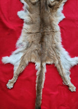 Load image into Gallery viewer, Idaho Mountain Lion Hide - Taxidermy Quality - MTL1018D