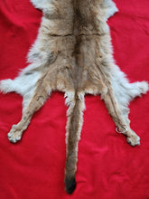 Load image into Gallery viewer, Idaho Mountain Lion Hide - Taxidermy Quality - MTL1018D