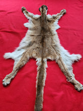 Load image into Gallery viewer, Idaho Mountain Lion Hide - Taxidermy Quality - MTL1018D
