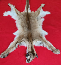 Load image into Gallery viewer, Idaho Mountain Lion Hide - Taxidermy Quality - MTL1018D