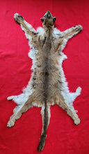 Load image into Gallery viewer, Idaho Tom Cougar Hide - Taxidermy Quality - MTL1019D