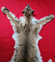 Load image into Gallery viewer, Idaho Tom Cougar Hide - Taxidermy Quality - MTL1019D