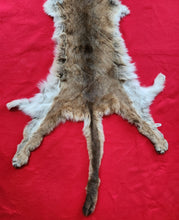 Load image into Gallery viewer, Idaho Tom Cougar Hide - Taxidermy Quality - MTL1019D