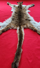 Load image into Gallery viewer, Idaho Tom Cougar Hide - Taxidermy Quality - MTL1019D