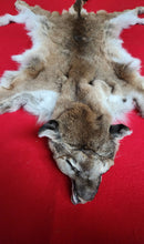 Load image into Gallery viewer, Idaho Tom Cougar Hide - Taxidermy Quality - MTL1019D