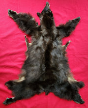 Load image into Gallery viewer, Black Bear - Taxidermy Quality - BBR1002