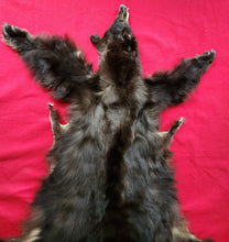 Load image into Gallery viewer, Black Bear - Taxidermy Quality - BBR1002