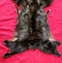 Load image into Gallery viewer, Black Bear - Taxidermy Quality - BBR1002