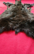 Load image into Gallery viewer, Black Bear - Taxidermy Quality - BBR1002