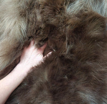 Load image into Gallery viewer, Black Bear - Taxidermy Quality - BBR1002