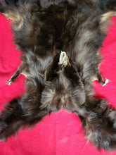 Load image into Gallery viewer, Black Bear - Taxidermy Quality - BBR1002