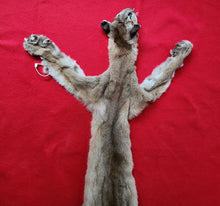 Load image into Gallery viewer, North Idaho Cougar Hide - Taxidermy Quality - MTL1018