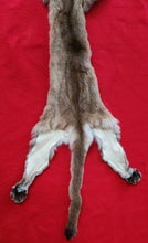 Load image into Gallery viewer, North Idaho Cougar Hide - Taxidermy Quality - MTL1018