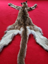 Load image into Gallery viewer, North Idaho Cougar Hide - Taxidermy Quality - MTL1018