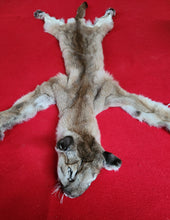 Load image into Gallery viewer, North Idaho Cougar Hide - Taxidermy Quality - MTL1018