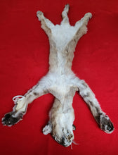 Load image into Gallery viewer, North Idaho Cougar Hide - Taxidermy Quality - MTL1018
