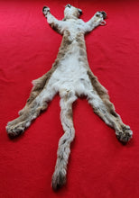 Load image into Gallery viewer, North Idaho Cougar Hide - Taxidermy Quality - MTL1018