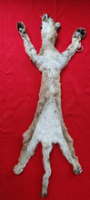 Load image into Gallery viewer, North Idaho Cougar Hide - Taxidermy Quality - MTL1018