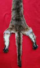 Load image into Gallery viewer, Idaho Tom Mountain Lion - Taxidermy Quality - MTL1019
