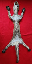 Load image into Gallery viewer, Idaho Tom Mountain Lion - Taxidermy Quality - MTL1019