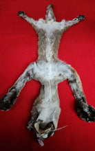 Load image into Gallery viewer, Idaho Tom Mountain Lion - Taxidermy Quality - MTL1019