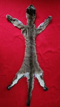 Load image into Gallery viewer, North Idaho Cougar Hide - Taxidermy Quality - MTL1017