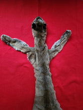 Load image into Gallery viewer, North Idaho Cougar Hide - Taxidermy Quality - MTL1017
