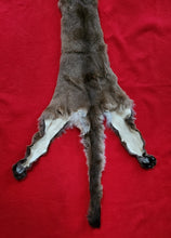 Load image into Gallery viewer, North Idaho Cougar Hide - Taxidermy Quality - MTL1017