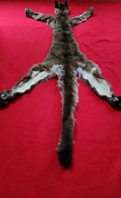 Load image into Gallery viewer, North Idaho Cougar Hide - Taxidermy Quality - MTL1017