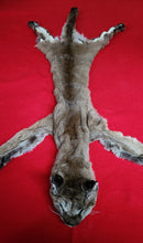 Load image into Gallery viewer, North Idaho Cougar Hide - Taxidermy Quality - MTL1017
