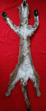 Load image into Gallery viewer, North Idaho Cougar Hide - Taxidermy Quality - MTL1017